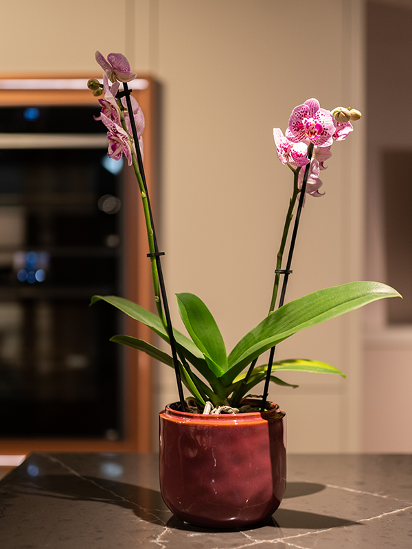 Plantenpot Mabel Cherry