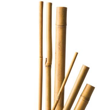 Bamboestok Nature