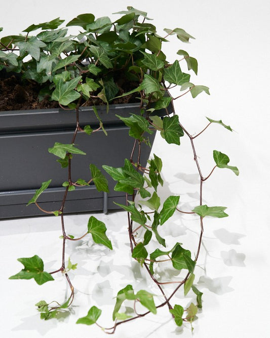 Balkonbak inclusief planten - Medium (50cm)