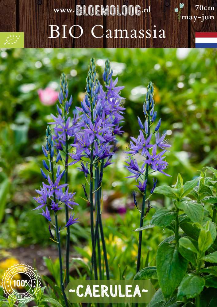 Bio Prairielelie leichtlinii ‘Caerulea’ | 3 stuks | Bloemoloog