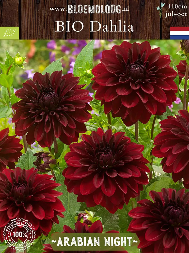 Bio Dahlia 'Arabian Night' | Bloemoloog