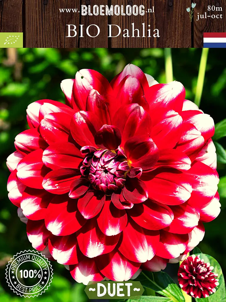 Bio Dahlia 'Duet' | Bloemoloog