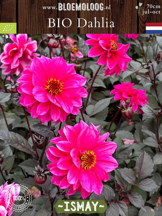 Bio Dahlia 'Ismay' | Bloemoloog