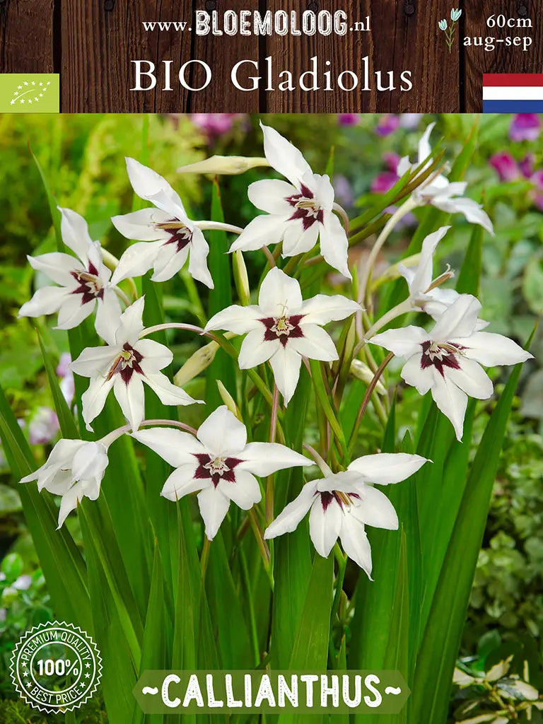 Bio Gladiolus 'Callianthus' | 10 stuks | Bloemoloog