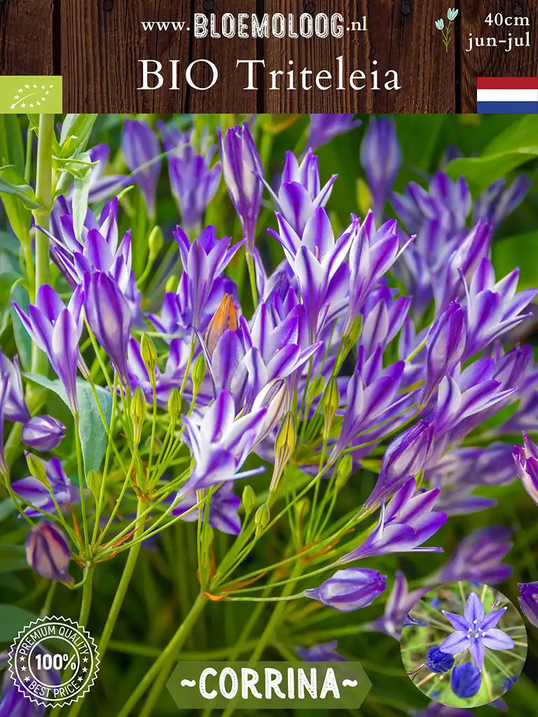 Bio Agapanthus brodiaea 'Corrina' | 10 stuks | Bloemoloog