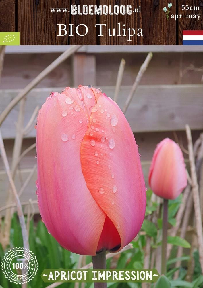 Bio Tulp 'Apricot Impression' | 7 stuks | Bloemoloog