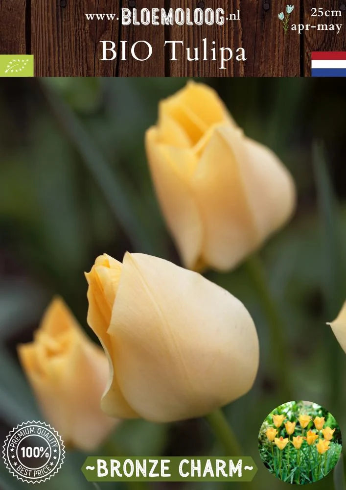 Bio Tulp Batalinii 'Bronze Charme' | 10 stuks | Bloemoloog