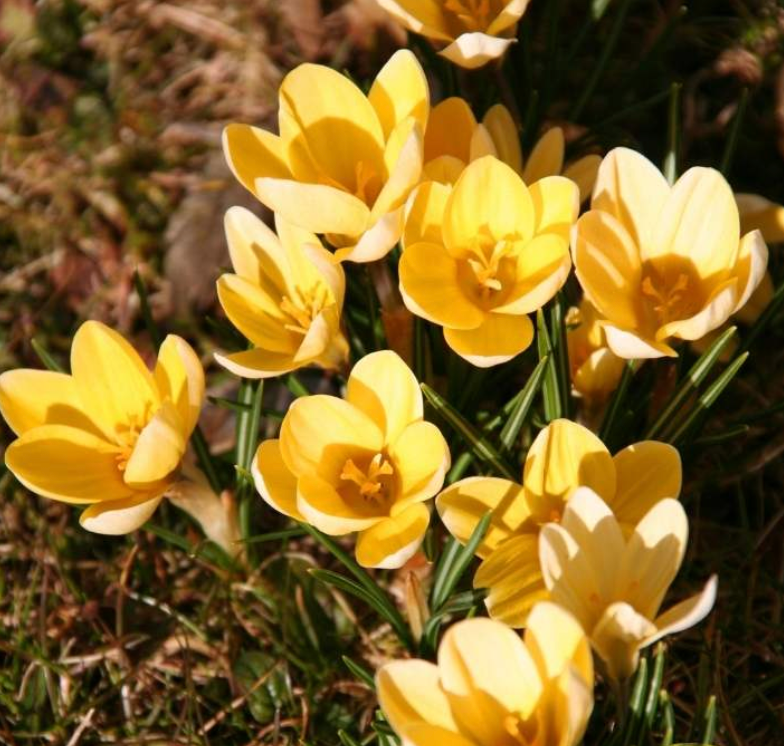 Bio Krokus ‘Chrysanthus Romance’ | 10 stuks | Bloemoloog