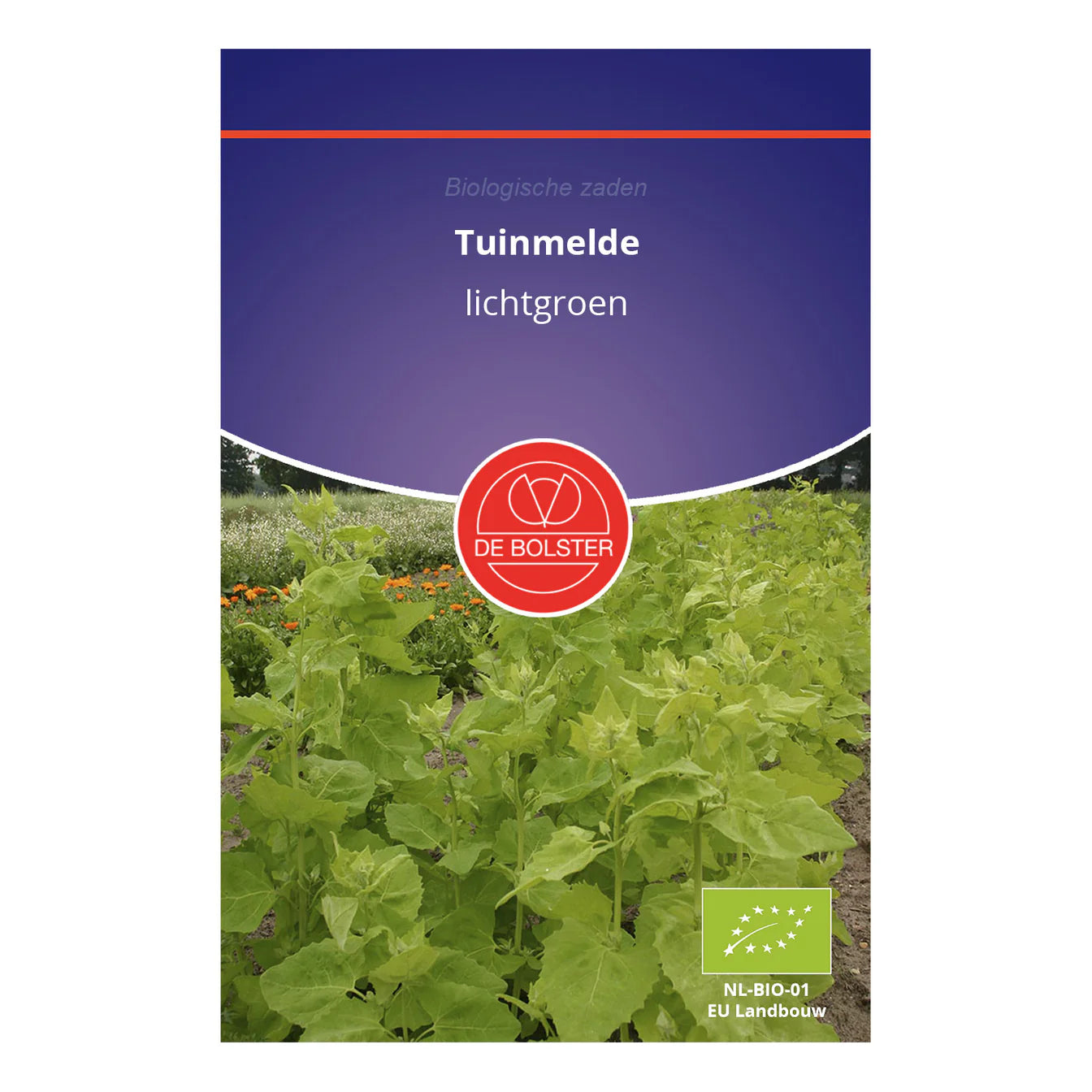 Tuinmelde 'lichtgroen' De Bolster