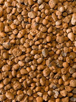 Hydrokorrels Kweek Jongkind