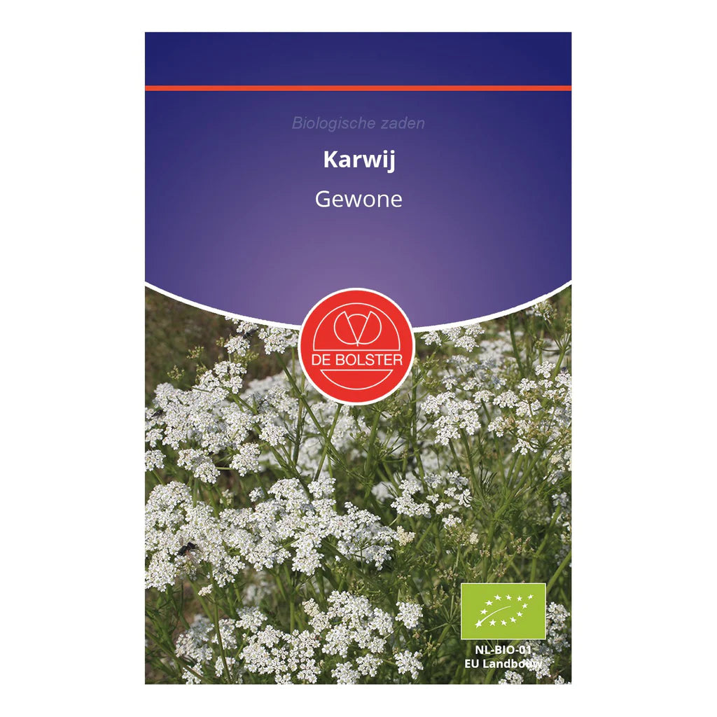 Karwij 'Carum carvi' De Bolster