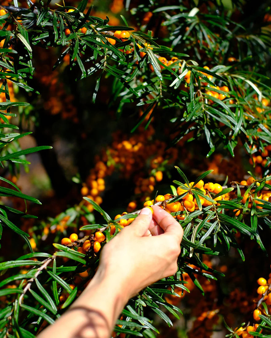 Duindoornbitter Petit Populier Wilder Land