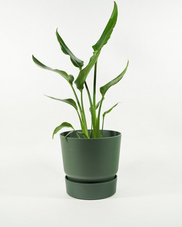 Plantenpot Greenville Rond Elho