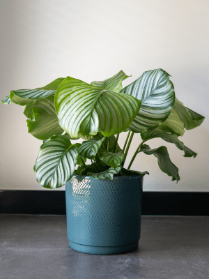 Plantenpot Stein Ocean