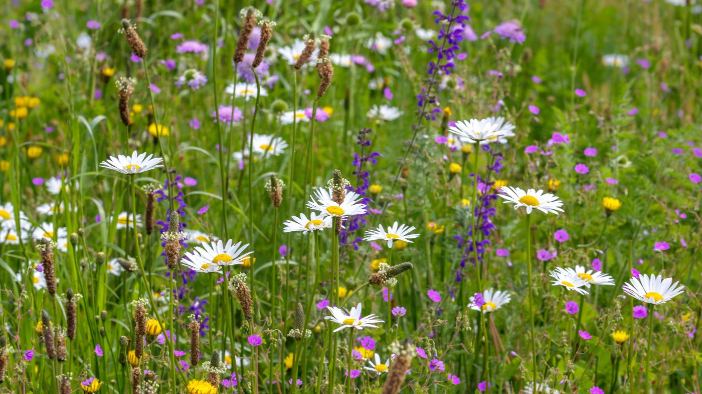 Bijenmengsel zaden vaste soorten | Cruydt-Hoeck