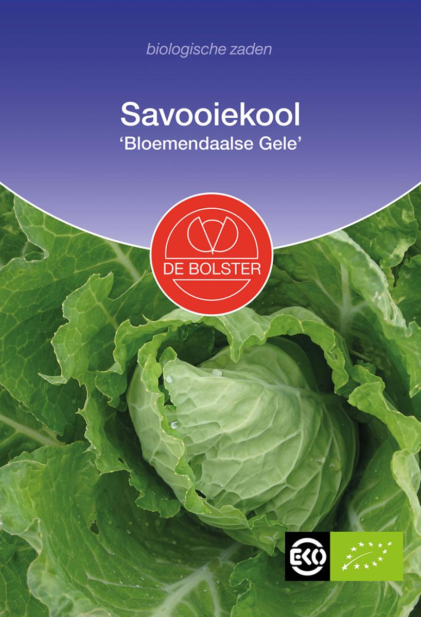 Savooiekool 'Bloemendaalse Gele' De Bolster