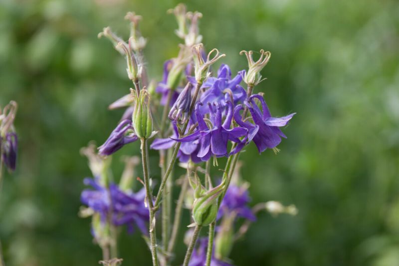 Wilde Akelei Cruydt Hoeck