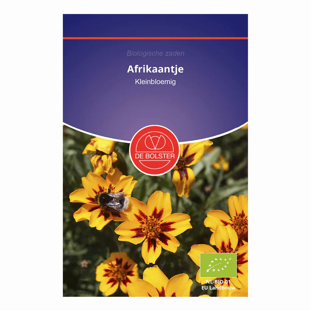Afrikaantje 'kleinbloemig' De Bolster