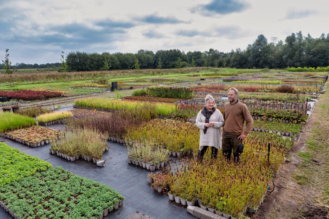 Biologische planten en zaden, waarom belangrijk?