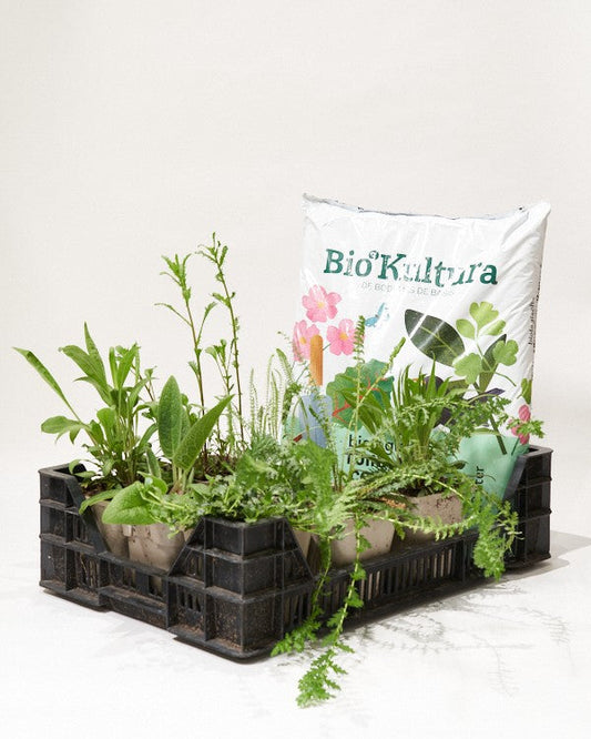 Een boomspiegel beplanten, waarom zou je dat doen?