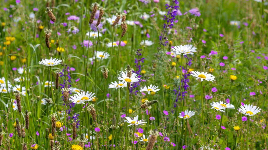 Groene plannen maken voor de lente, 5 nuttige tips