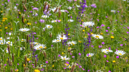 Groene plannen maken voor de lente, 5 nuttige tips
