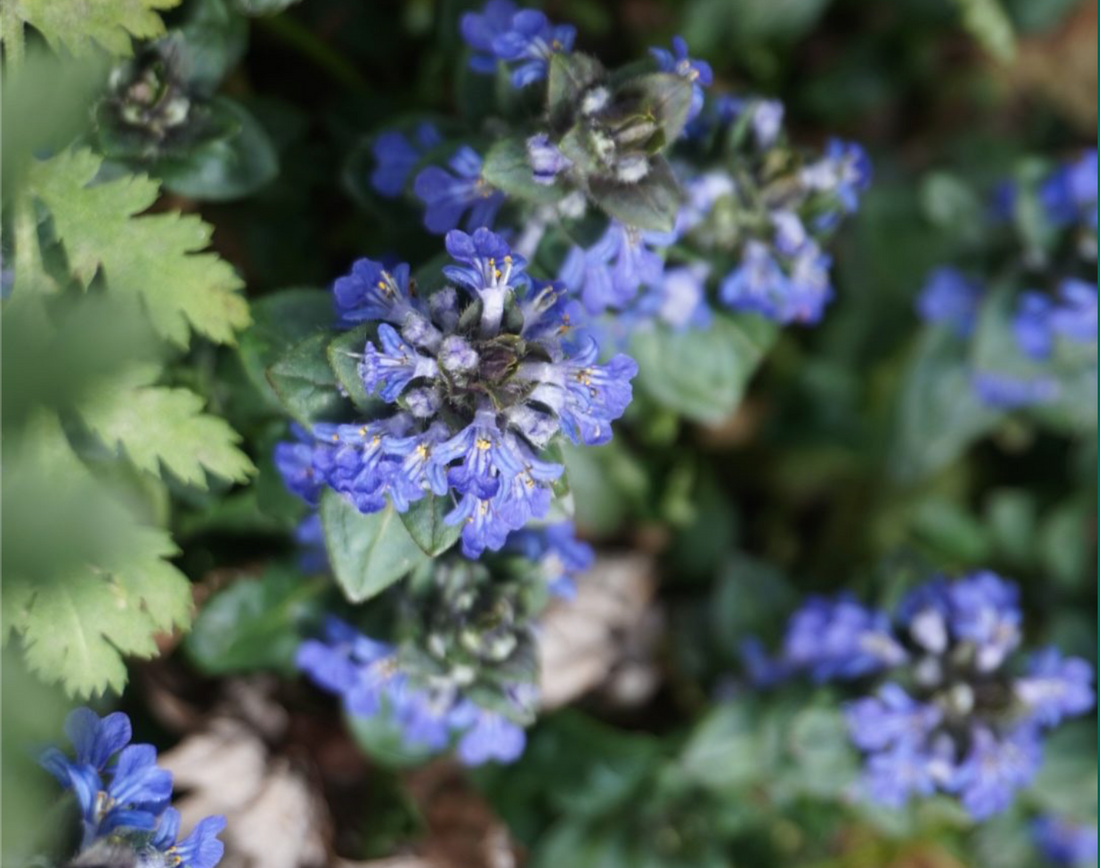 Wat je wilt weten over inheemse planten