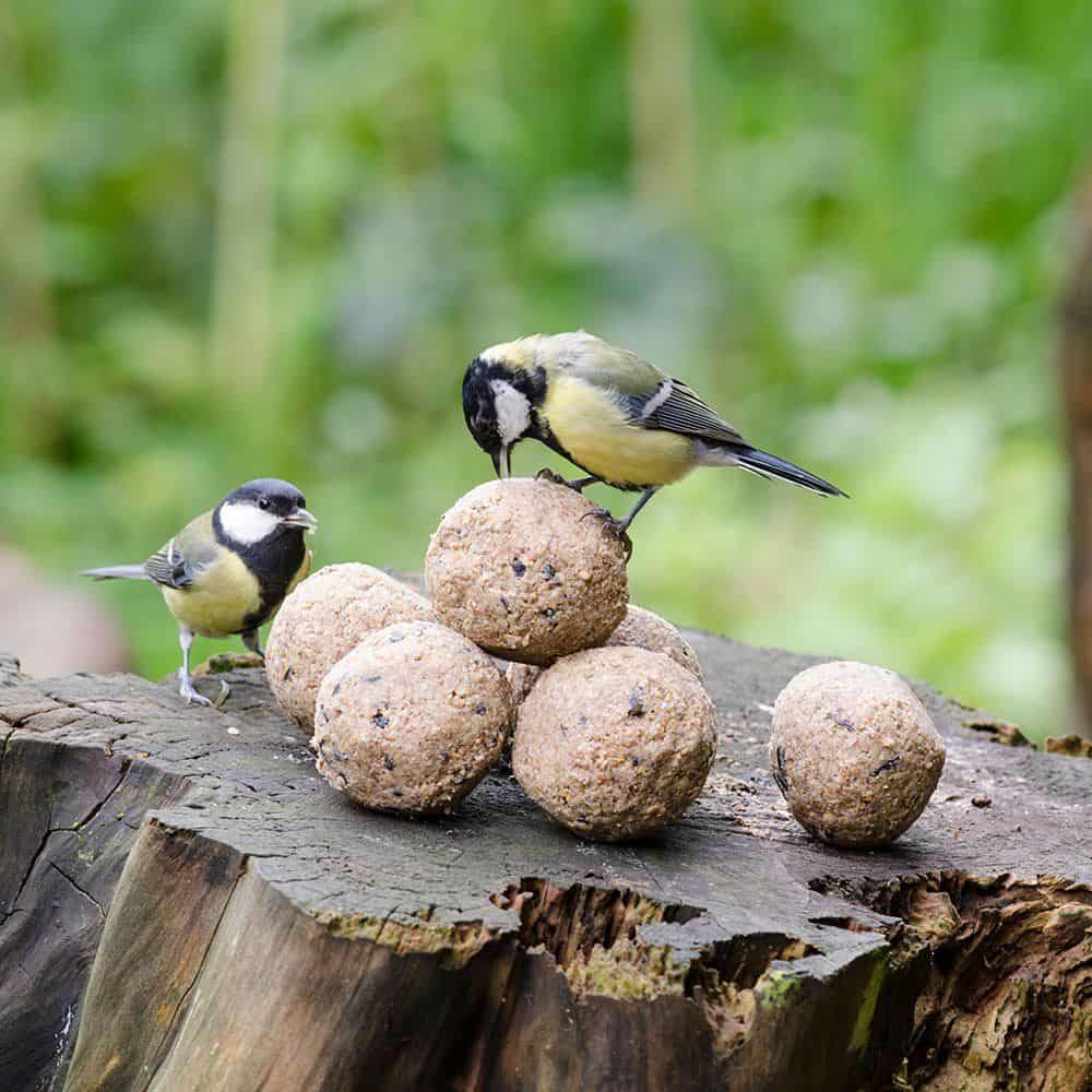 Vogels bijvoeren, wanneer mag dat eigenlijk?