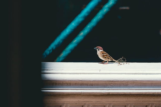 Er komt geen nestje in mijn nestkast, wat nu?