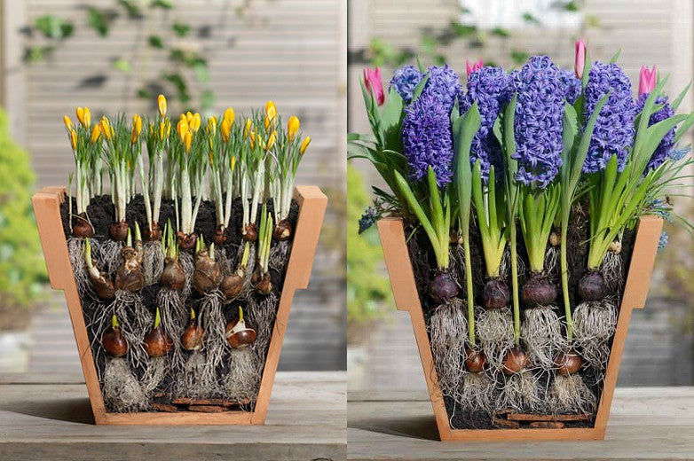 Hoe maak je een bloembollen lasagne?