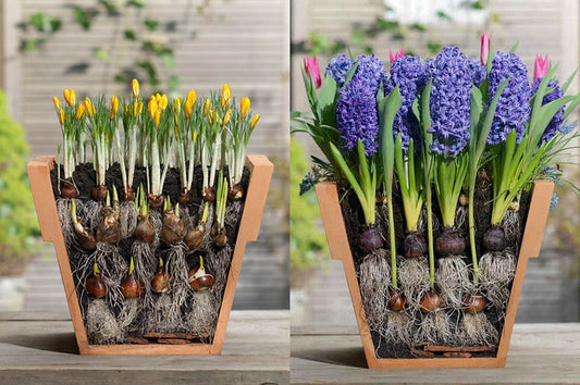 Hoe maak je een bloembollen lasagne?