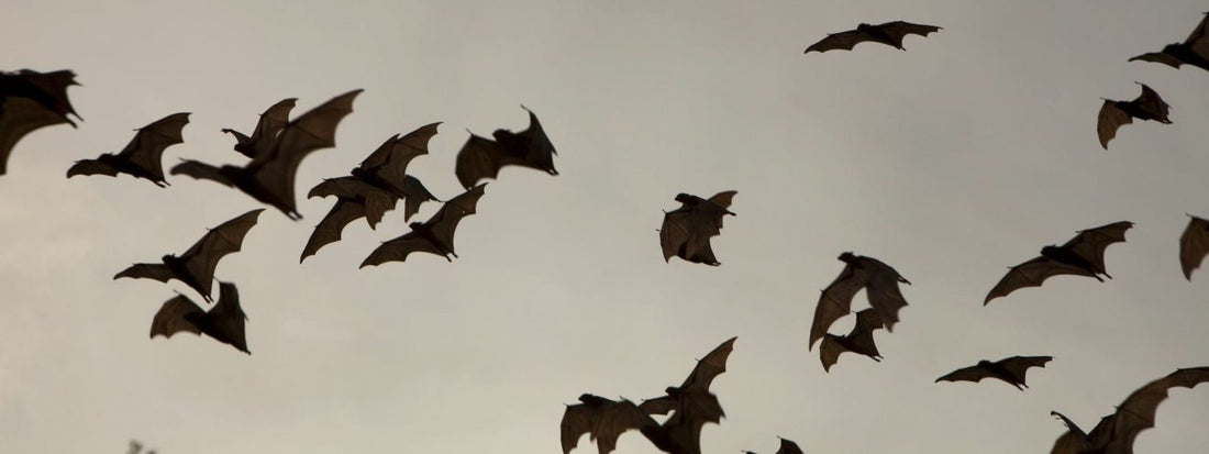 Een vleermuiskast ophangen