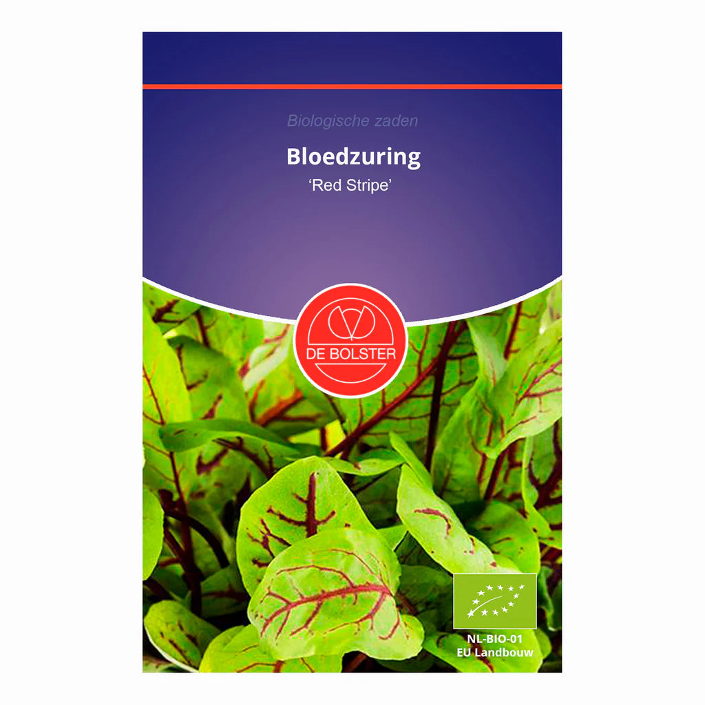 Bloedzuring 'Red Stripe' De Bolster