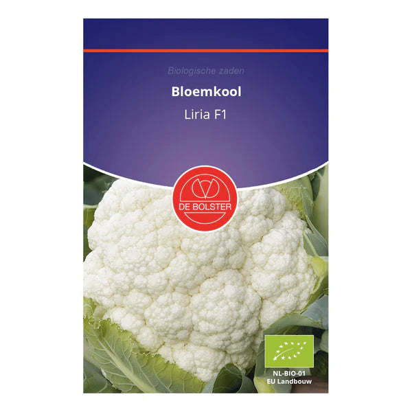 Bloemkool 'Liria F1' De Bolster