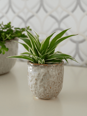 Plantenpot Brian Ivory