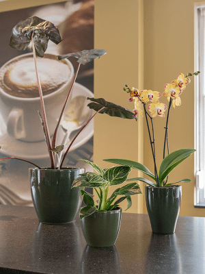 Plantenpot Sven
