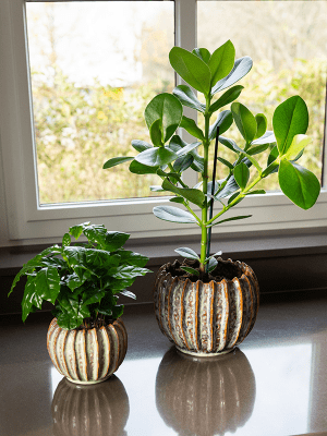 Plantenpot Cassie