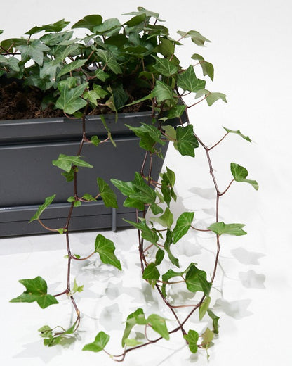 Balkonbak met planten