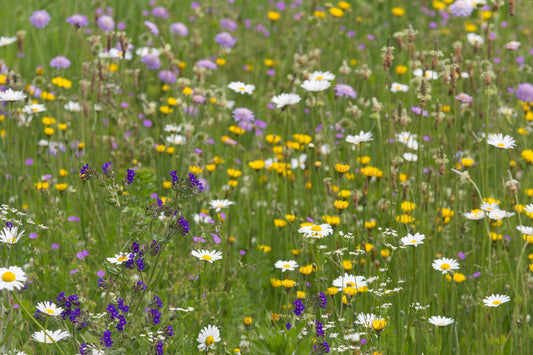 Zadenmix 'Bijenweide' Drachtplanten voor wilde bijen 1 - 2 m2 | Cruydt-Hoeck