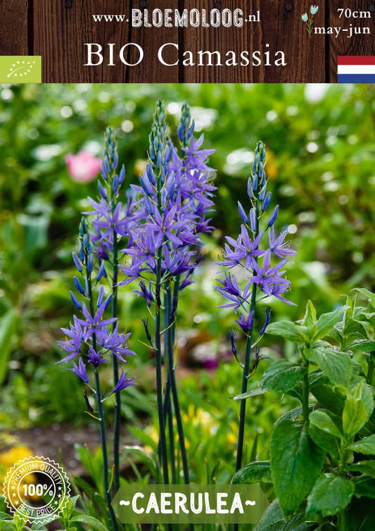 Bio Camassia leichtlinii ‘Caerulea’ | 3 stuks | Bloemoloog