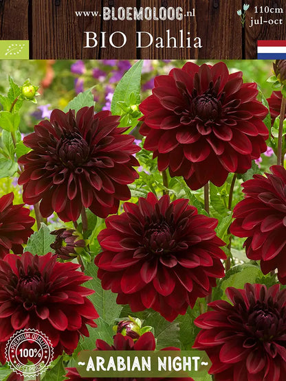Bio Dahlia 'Arabian Night' | Bloemoloog