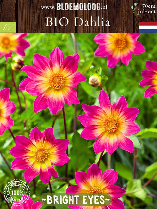 Bio Dahlia 'Bright Eyes' | Bloemoloog