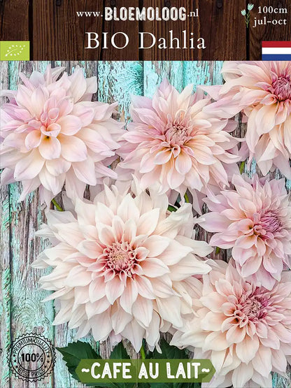 Bio Dahlia 'Cafe au Lait' | Bloemoloog