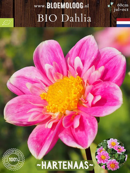 Bio Dahlia 'Hartenaas' | Bloemoloog