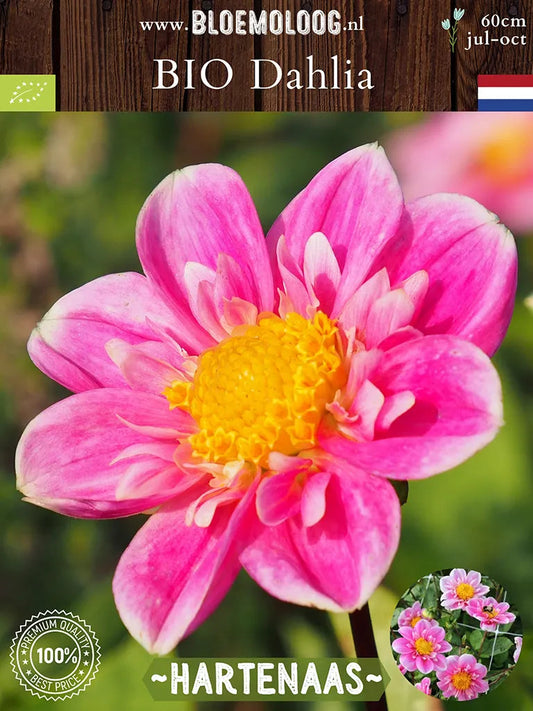 Bio Dahlia 'Hartenaas' | Bloemoloog