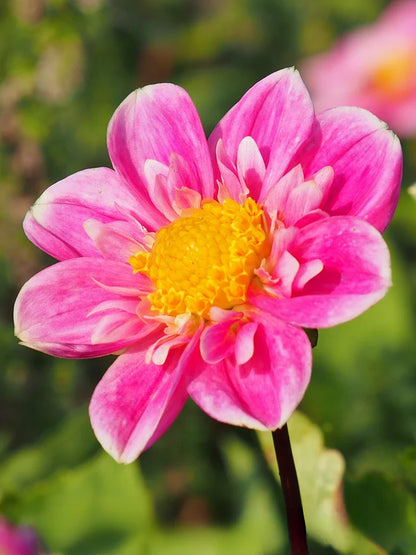 Bio Dahlia 'Hartenaas' | Bloemoloog