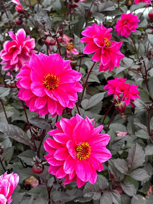 Bio Dahlia 'Ismay' | Bloemoloog