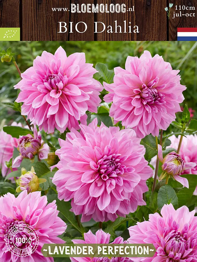 Bio Dahlia 'Lavender Perfection' | Bloemoloog