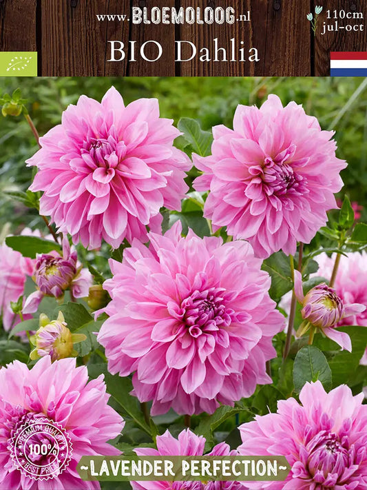 Bio Dahlia 'Lavender Perfection' | Bloemoloog