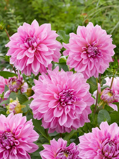 Bio Dahlia 'Lavender Perfection' | Bloemoloog